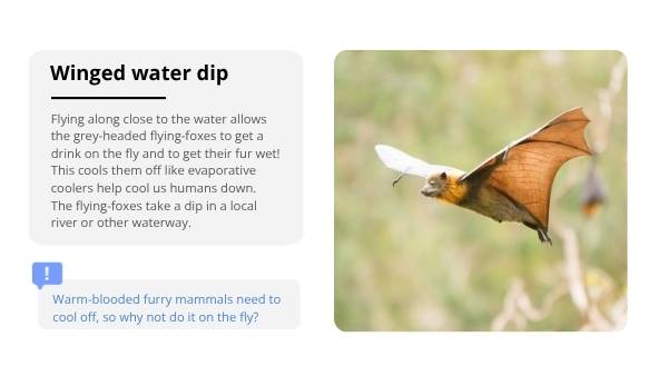 How Grey-Headed Flying-Foxes Keep Their Cool Year 6 Education Presentation — slide 10