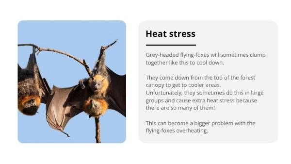 How Grey-Headed Flying-Foxes Keep Their Cool Year 6 Education Presentation — slide 11