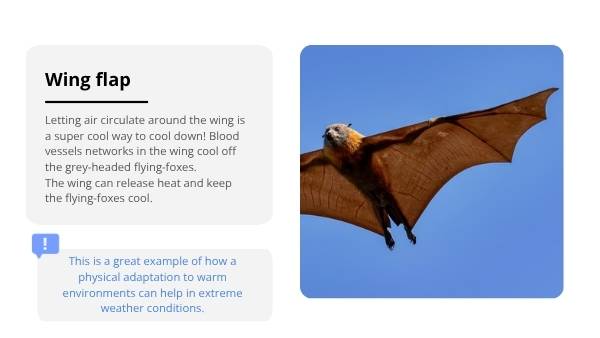 How Grey-Headed Flying-Foxes Keep Their Cool Year 6 Education Presentation — slide 12