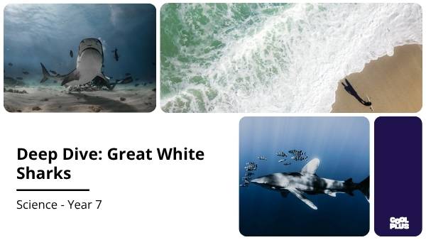Deep Dive: Great White Sharks Education Presentation — slide 1