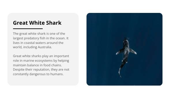 Deep Dive: Great White Sharks Education Presentation — slide 4