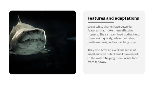Deep Dive: Great White Sharks Education Presentation — slide 5