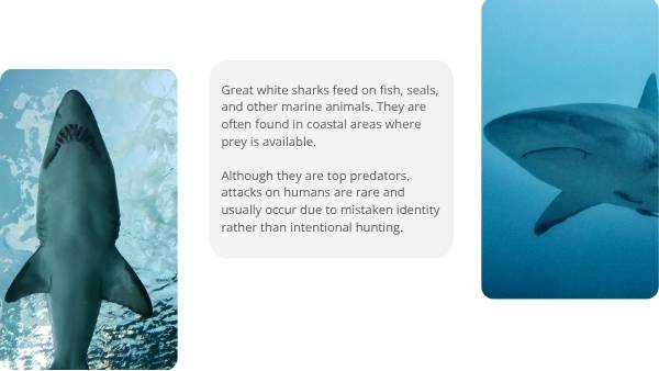 Deep Dive: Great White Sharks Education Presentation — slide 6