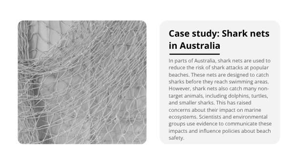 Deep Dive: Great White Sharks Education Presentation — slide 8