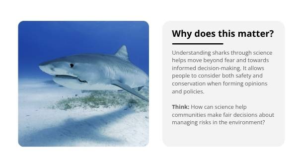 Deep Dive: Great White Sharks Education Presentation — slide 10