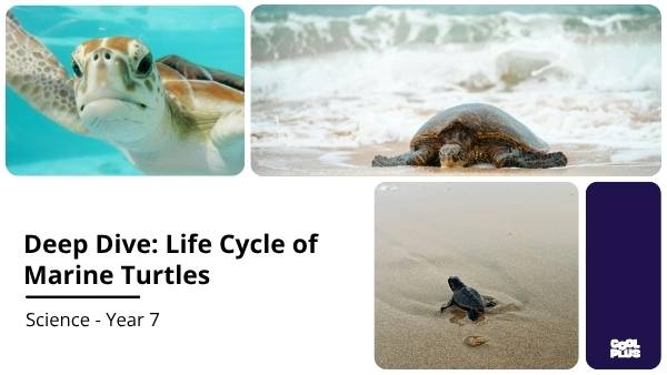 Deep Dive: The Life of Marine Turtles Education Presentation — slide 1