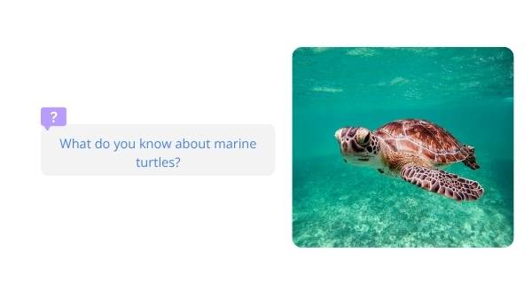 Deep Dive: The Life of Marine Turtles Education Presentation — slide 3