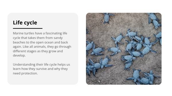 Deep Dive: The Life of Marine Turtles Education Presentation — slide 4