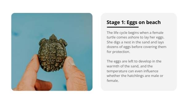 Deep Dive: The Life of Marine Turtles Education Presentation — slide 5