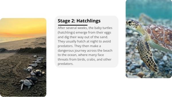 Deep Dive: The Life of Marine Turtles Education Presentation — slide 6