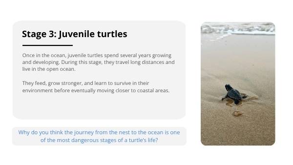 Deep Dive: The Life of Marine Turtles Education Presentation — slide 7