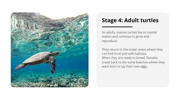 Deep Dive: The Life of Marine Turtles Education Presentation — slide 8
