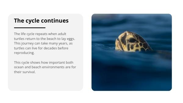 Deep Dive: The Life of Marine Turtles Education Presentation — slide 9