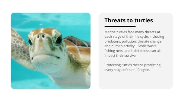 Deep Dive: The Life of Marine Turtles Education Presentation — slide 10