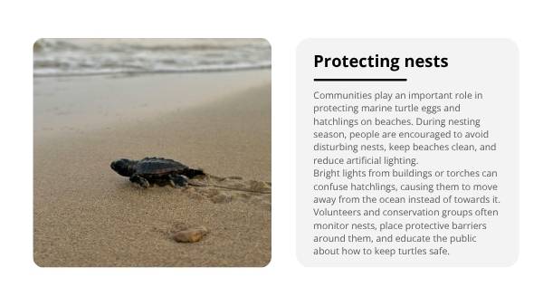 Deep Dive: The Life of Marine Turtles Education Presentation — slide 11