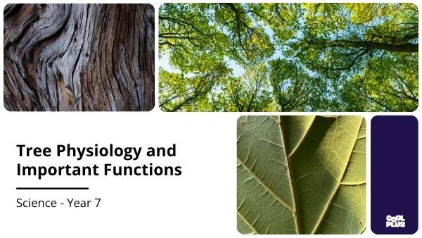 Tree Physiology and Important Functions Education Presentation — slide 1