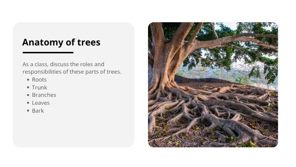 Tree Physiology and Important Functions Education Presentation — slide 4