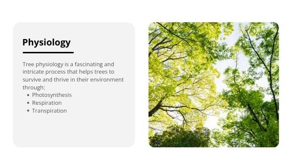 Tree Physiology and Important Functions Education Presentation — slide 5