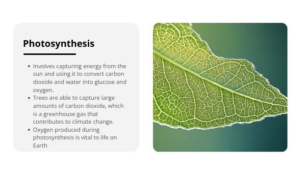 Tree Physiology and Important Functions Education Presentation — slide 6