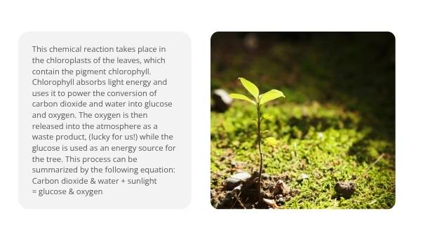 Tree Physiology and Important Functions Education Presentation — slide 7