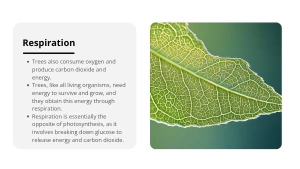 Tree Physiology and Important Functions Education Presentation — slide 8