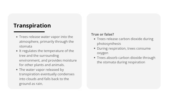 Tree Physiology and Important Functions Education Presentation — slide 9
