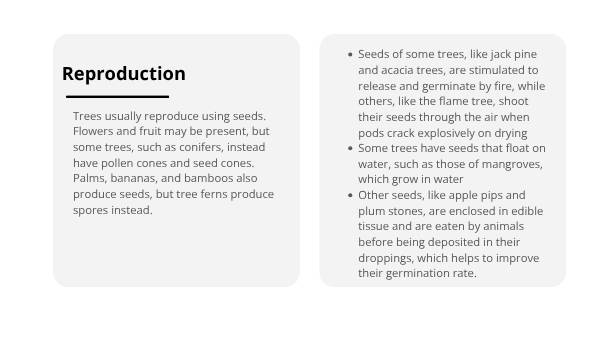 Tree Physiology and Important Functions Education Presentation — slide 10