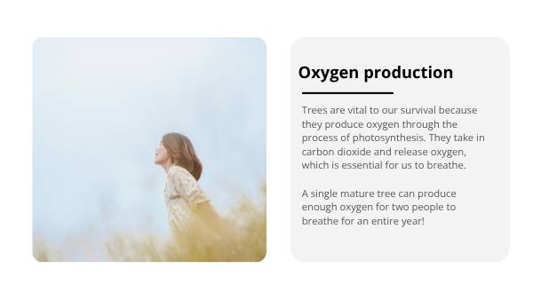 Tree Physiology and Important Functions Education Presentation — slide 11