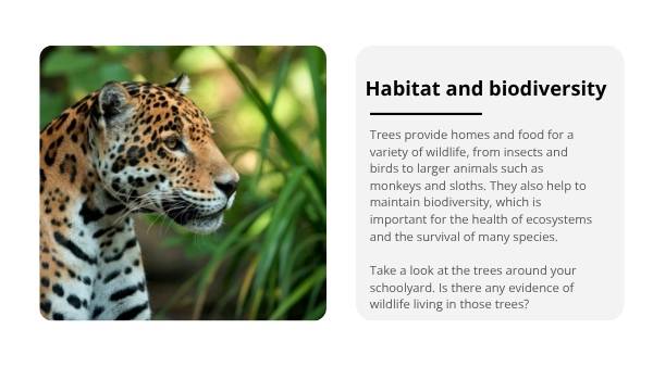 Tree Physiology and Important Functions Education Presentation — slide 12