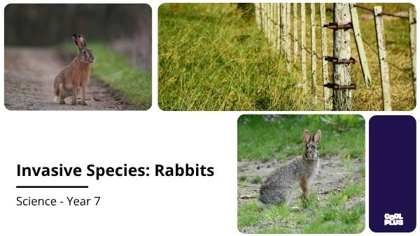 Invasive Species: Rabbits Education Presentation — slide 1