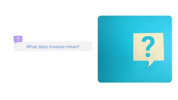 Invasive Species: Rabbits Education Presentation — slide 3