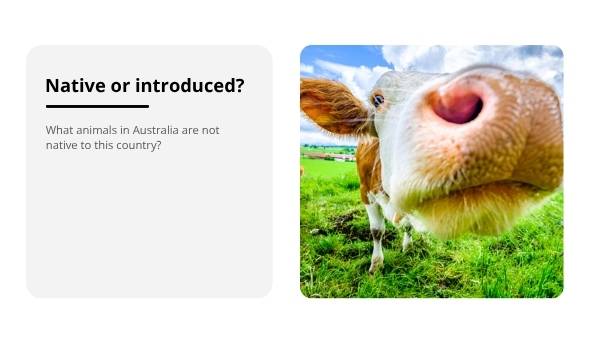 Invasive Species: Rabbits Education Presentation — slide 4