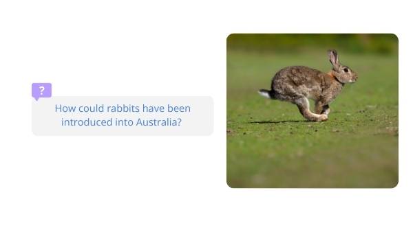 Invasive Species: Rabbits Education Presentation — slide 7