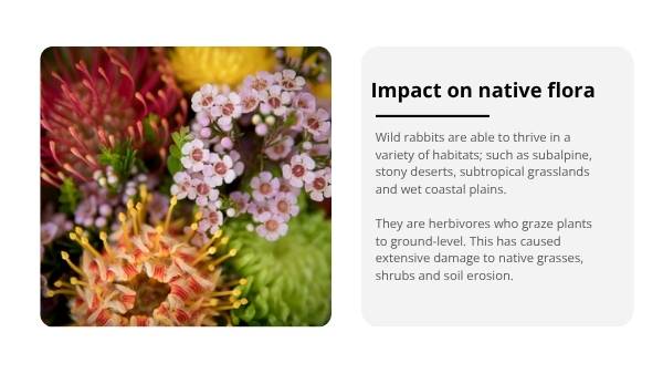 Invasive Species: Rabbits Education Presentation — slide 8
