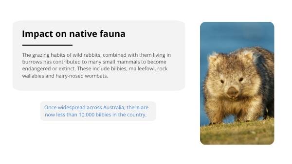 Invasive Species: Rabbits Education Presentation — slide 9