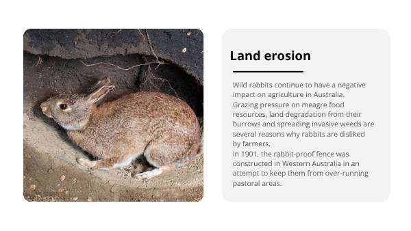 Invasive Species: Rabbits Education Presentation — slide 11