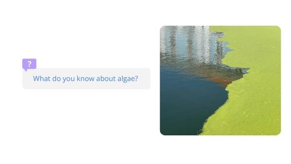 South Australia’s Harmful Algal Bloom Education Presentation — slide 4