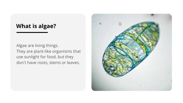 South Australia’s Harmful Algal Bloom Education Presentation — slide 5
