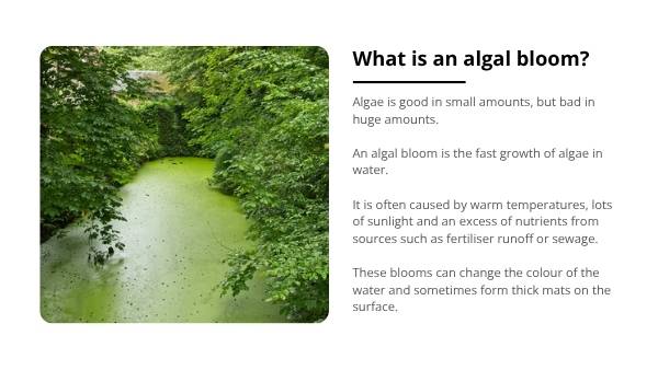 South Australia’s Harmful Algal Bloom Education Presentation — slide 6
