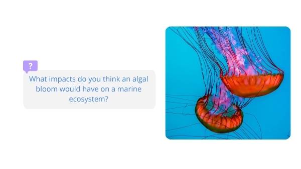 South Australia’s Harmful Algal Bloom Education Presentation — slide 7