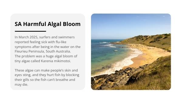 South Australia’s Harmful Algal Bloom Education Presentation — slide 8