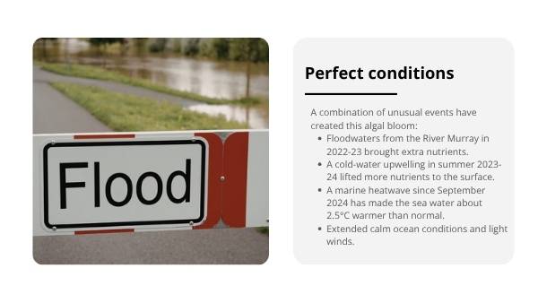 South Australia’s Harmful Algal Bloom Education Presentation — slide 9
