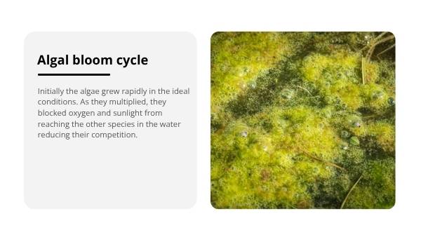 South Australia’s Harmful Algal Bloom Education Presentation — slide 10