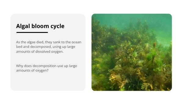 South Australia’s Harmful Algal Bloom Education Presentation — slide 11