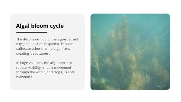 South Australia’s Harmful Algal Bloom Education Presentation — slide 12