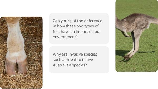 Impact of Invasive Species in Australia Education Presentation — slide 6