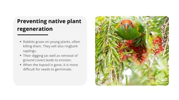 Impact of Invasive Species in Australia Education Presentation — slide 7