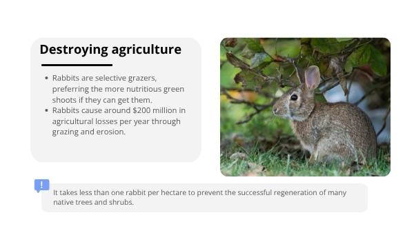 Impact of Invasive Species in Australia Education Presentation — slide 8