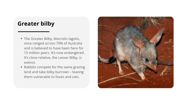 Impact of Invasive Species in Australia Education Presentation — slide 9