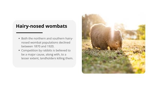 Impact of Invasive Species in Australia Education Presentation — slide 10